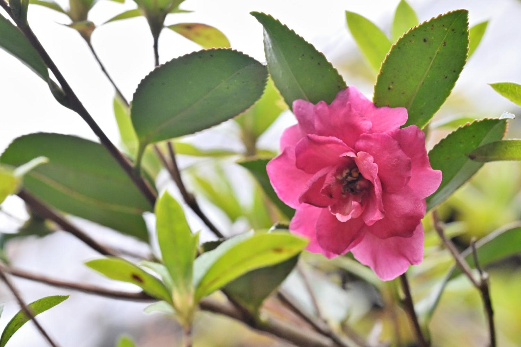 Shikinosato Hanamura มินามิโอกุนิ ภายนอก รูปภาพ